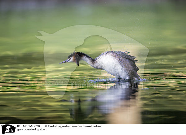 Haubentaucher / great crested grebe / MBS-16628