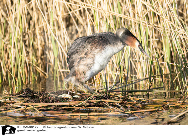 Haubentaucher / great crested grebe / WS-08192