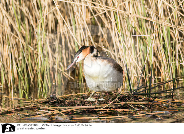 Haubentaucher / great crested grebe / WS-08196