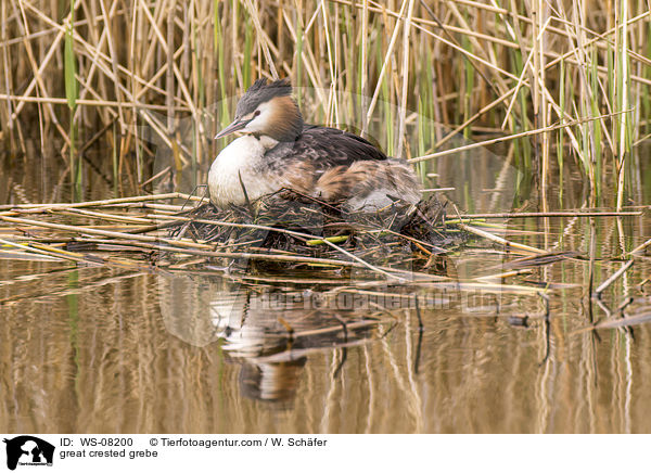 Haubentaucher / great crested grebe / WS-08200