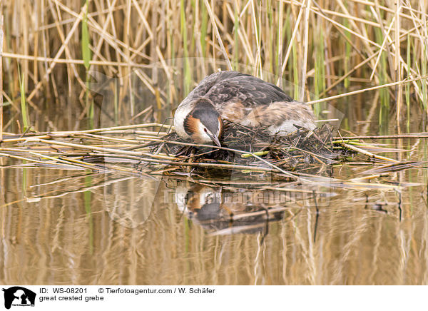 Haubentaucher / great crested grebe / WS-08201