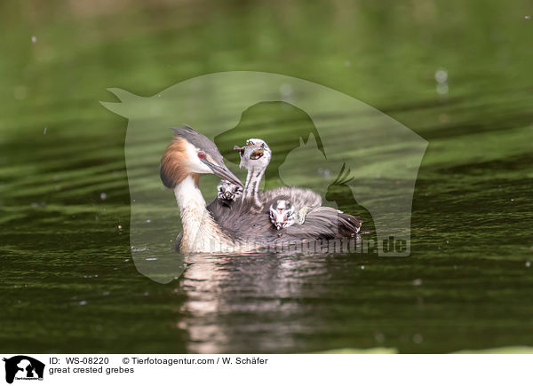 Haubentaucher / great crested grebes / WS-08220