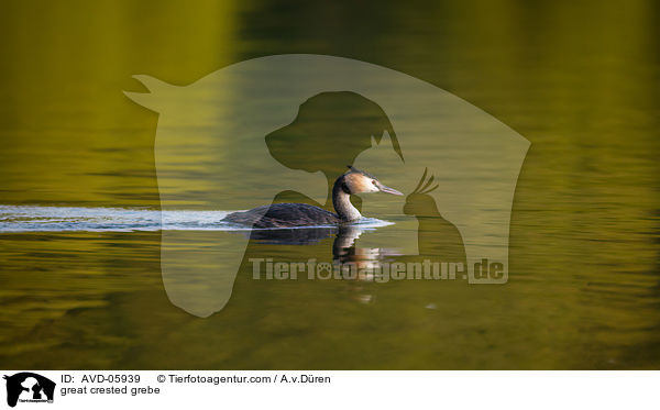 Haubentaucher / great crested grebe / AVD-05939