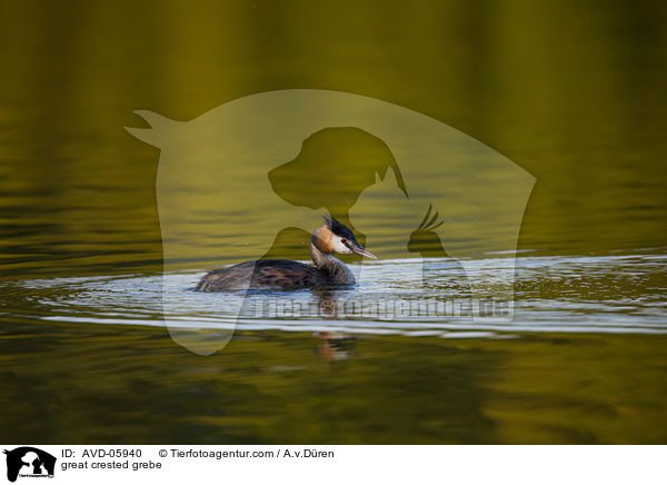 Haubentaucher / great crested grebe / AVD-05940
