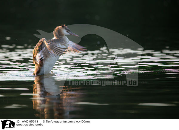 Haubentaucher / great crested grebe / AVD-05943