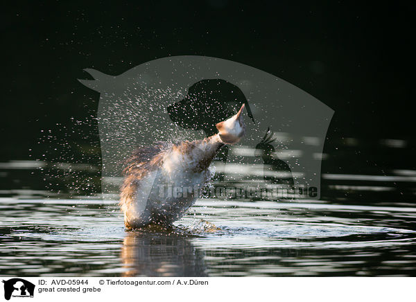 Haubentaucher / great crested grebe / AVD-05944