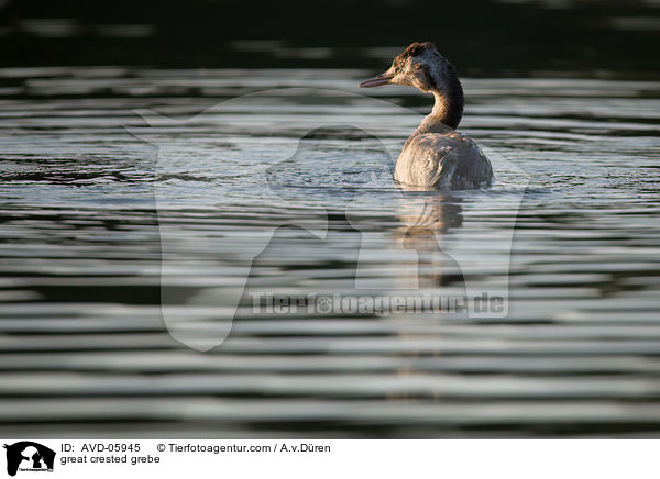 Haubentaucher / great crested grebe / AVD-05945