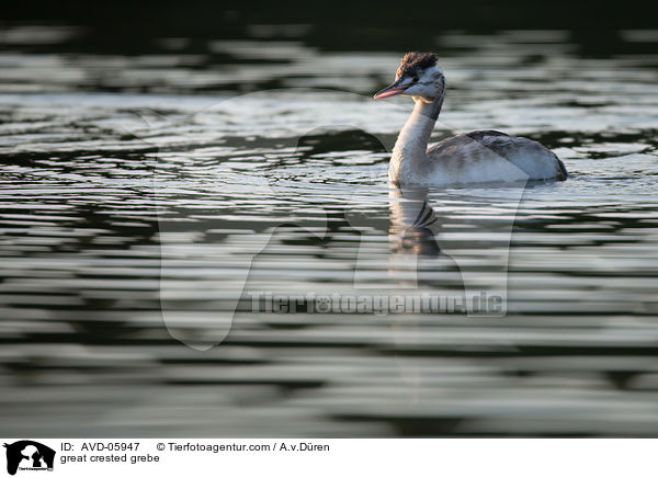 Haubentaucher / great crested grebe / AVD-05947