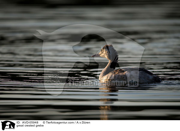 Haubentaucher / great crested grebe / AVD-05948