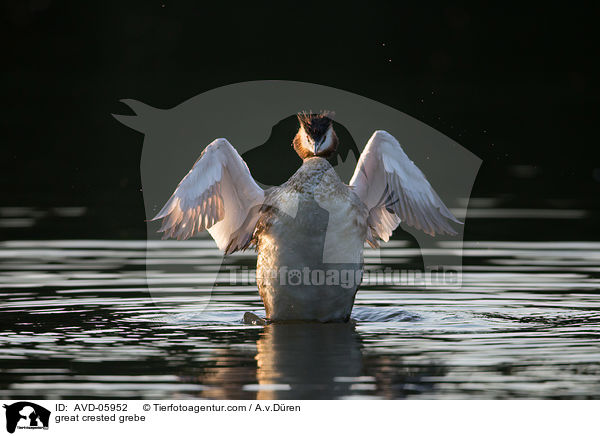 Haubentaucher / great crested grebe / AVD-05952