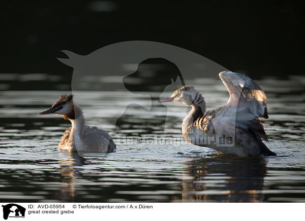 Haubentaucher / great crested grebe / AVD-05954