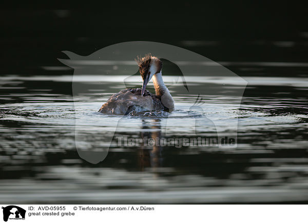 Haubentaucher / great crested grebe / AVD-05955