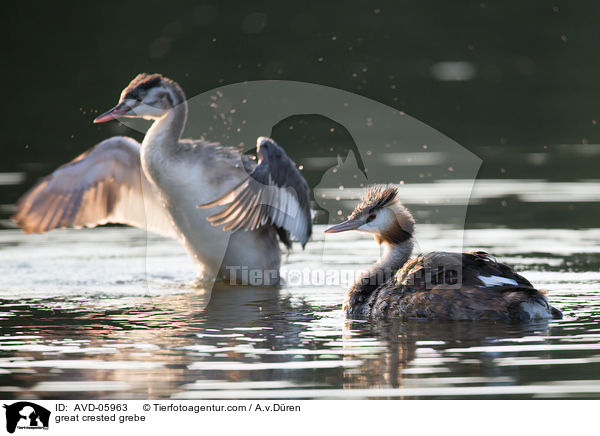 Haubentaucher / great crested grebe / AVD-05963