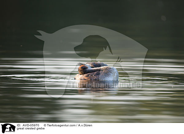 Haubentaucher / great crested grebe / AVD-05970