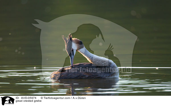 Haubentaucher / great crested grebe / AVD-05974