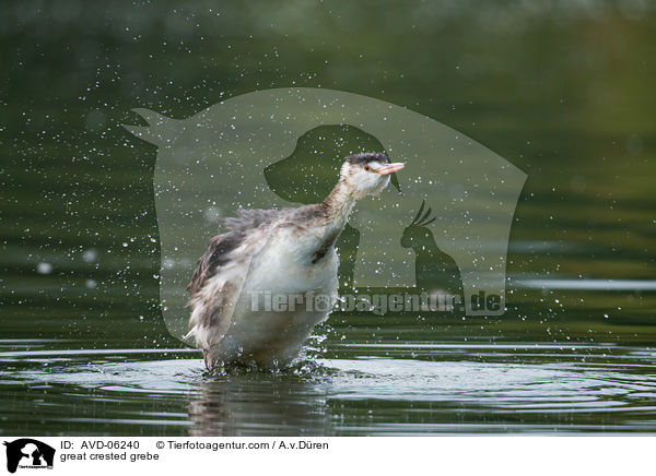 Haubentaucher / great crested grebe / AVD-06240