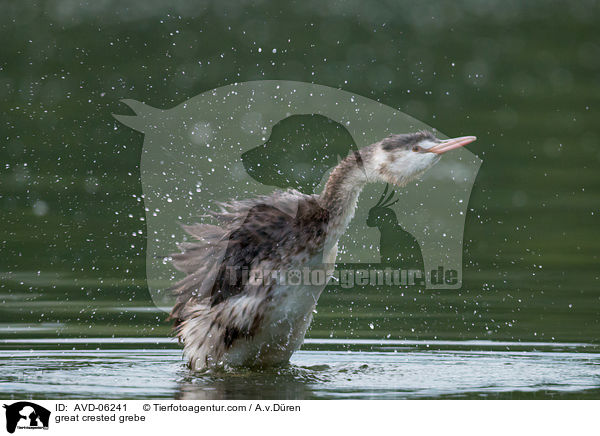Haubentaucher / great crested grebe / AVD-06241