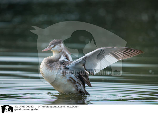 Haubentaucher / great crested grebe / AVD-06242