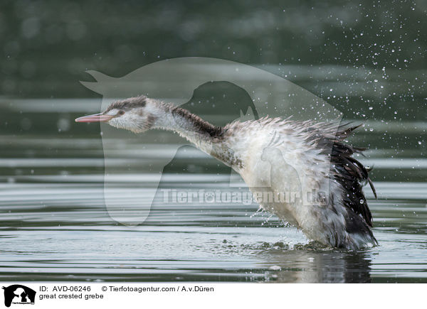 Haubentaucher / great crested grebe / AVD-06246