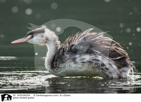 Haubentaucher / great crested grebe / AVD-06254