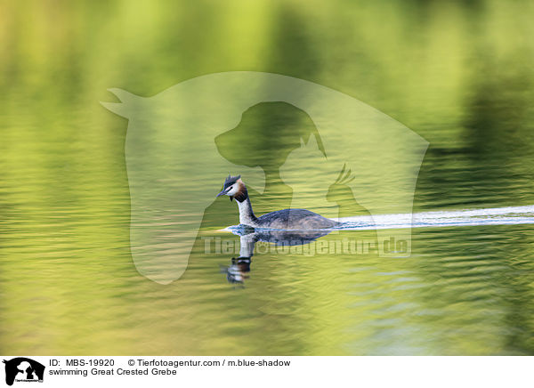 schwimmender Haubentaucher / swimming Great Crested Grebe / MBS-19920