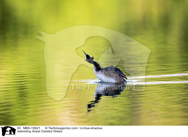 schwimmender Haubentaucher / swimming Great Crested Grebe / MBS-19921