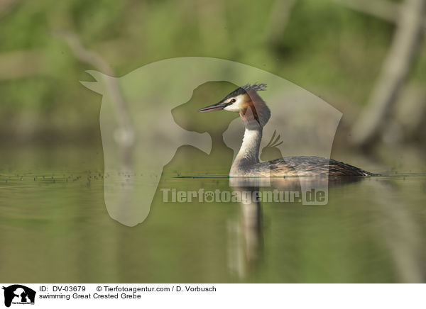 schwimmender Haubentaucher / swimming Great Crested Grebe / DV-03679