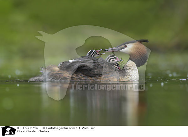 Haubentaucher / Great Crested Grebes / DV-03714