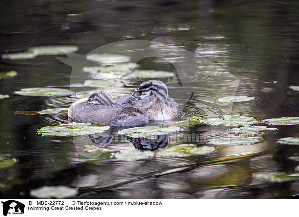 schwimmende Haubentaucher / swimming Great Crested Grebes / MBS-22772