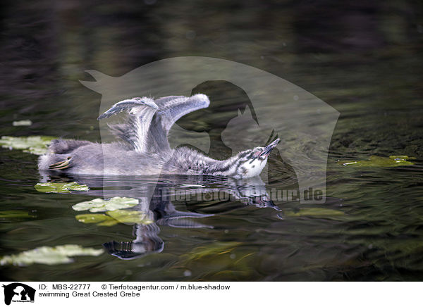 schwimmender Haubentaucher / swimming Great Crested Grebe / MBS-22777