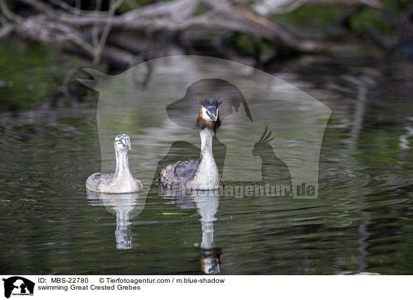 swimming Great Crested Grebes / MBS-22780