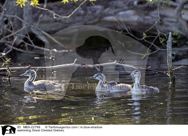 schwimmende Haubentaucher / swimming Great Crested Grebes / MBS-22788