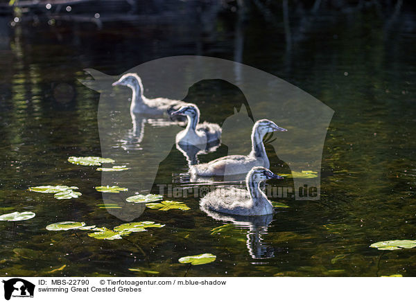 schwimmende Haubentaucher / swimming Great Crested Grebes / MBS-22790