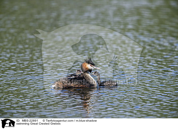 schwimmende Haubentaucher / swimming Great Crested Grebes / MBS-22891
