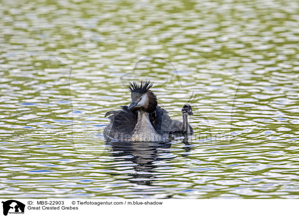 Great Crested Grebes / MBS-22903