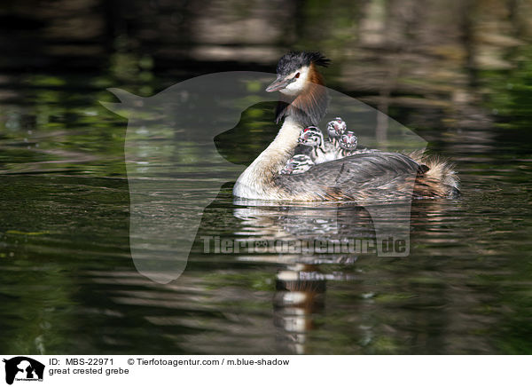Haubentaucher / great crested grebe / MBS-22971