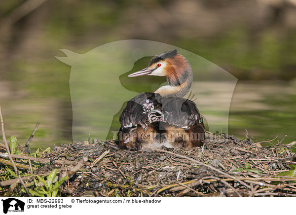 Haubentaucher / great crested grebe / MBS-22993