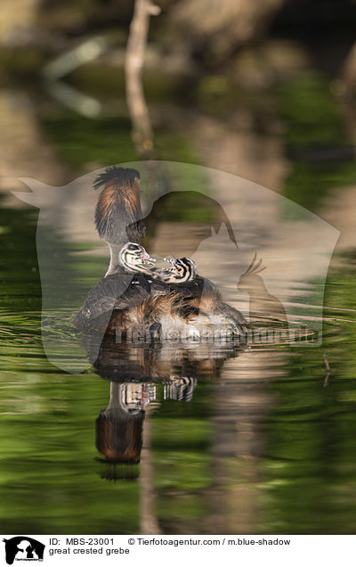 Haubentaucher / great crested grebe / MBS-23001