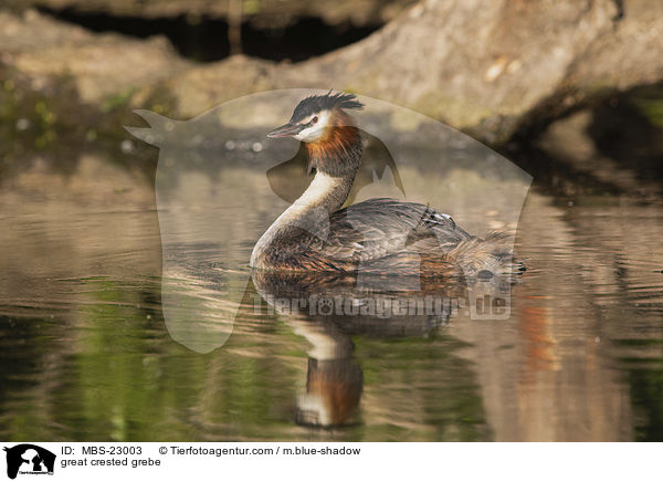 great crested grebe / MBS-23003