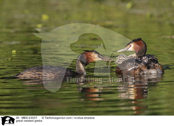great crested grebe / MBS-23007