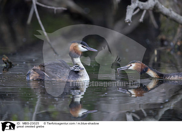 Haubentaucher / great crested grebe / MBS-23025