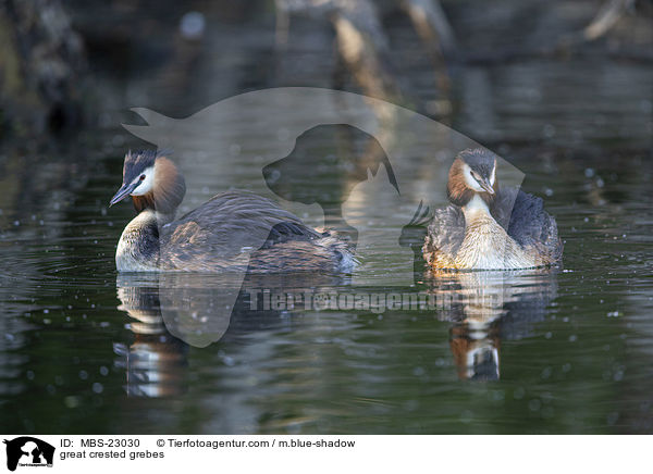 Haubentaucher / great crested grebes / MBS-23030