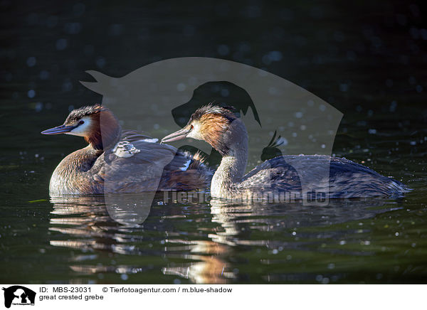 Haubentaucher / great crested grebe / MBS-23031