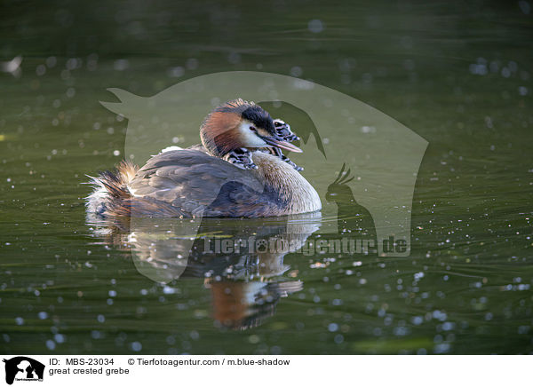Haubentaucher / great crested grebe / MBS-23034