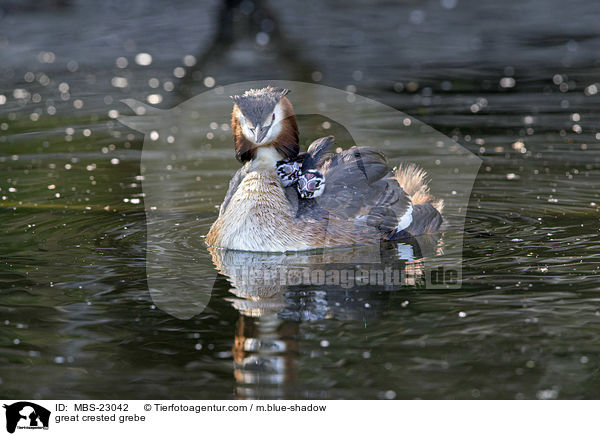 Haubentaucher / great crested grebe / MBS-23042