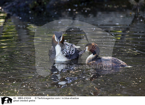 Haubentaucher / great crested grebe / MBS-23044