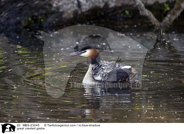 Haubentaucher / great crested grebe / MBS-23045