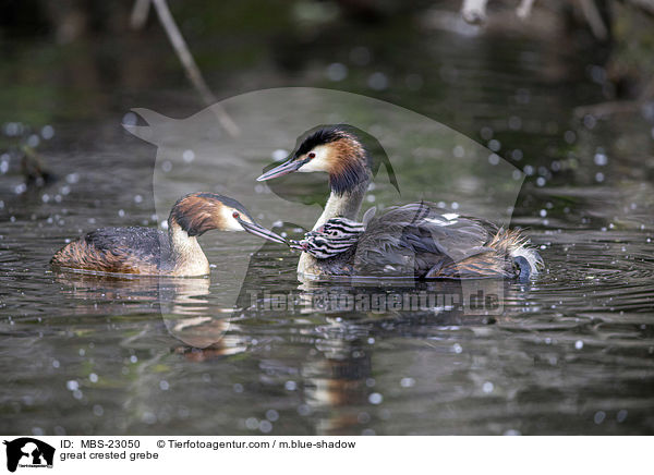 Haubentaucher / great crested grebe / MBS-23050