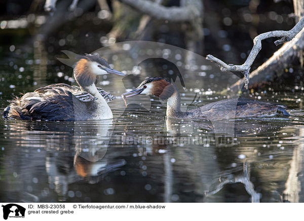 Haubentaucher / great crested grebe / MBS-23058