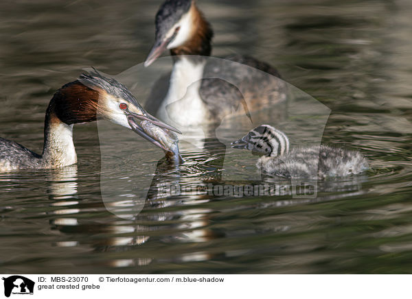Haubentaucher / great crested grebe / MBS-23070